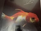 VINCE STAPLES - BIG FISH THEORY Vinyl Record with SIGNED Insert Autograph