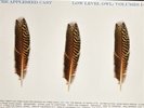 The Appleseed Cast Low Level Owl: Vol I+II Ltd Green Brown Vinyl Deep Elm Grave…
