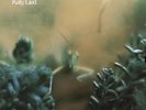 Steely Dan Katy Lied (Vinyl) 12