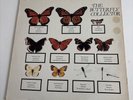 THE JAM – THE BUTTERFLY COLLECTOR - VERY RARE - Excellent condition