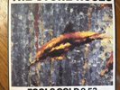 The Stone Roses, Fools Gold 9.53, original 1989 UK vinyl 12