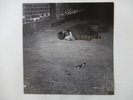 John Zorn Naked City Elektra Nonesuch 9 79238-1 US  VINYL LP