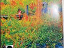 Jhene Aiko, Trip - NEW -  2LP Picture Disc Vinyl RSD Record Store Day 2026