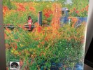 Jhene Aiko - Trip [2LP] (Disc Image, Limited, Indie Exclusive) RSD 2026.