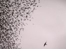WILCO - Sky Blue Sky - Vinyl (gatefold 2xLP)