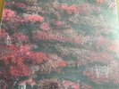 Sleep Token - Even In Arcadia - Pink Liquid Filled Vinyl Bad World Blood Records
