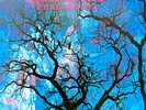 Amon Düül II - Phallus Dei (Vinyl LP - 1977 - DE - Reissue)