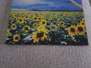 Thank You by Stone Temple Pilots (Record, 2023) Vinyl LP