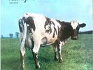 ⭐⭐PINK FLOYD ATOM HEART MOTHER INTROVABILE RARE COLORED ARANCIO LP VINYL NEW⭐️⭐